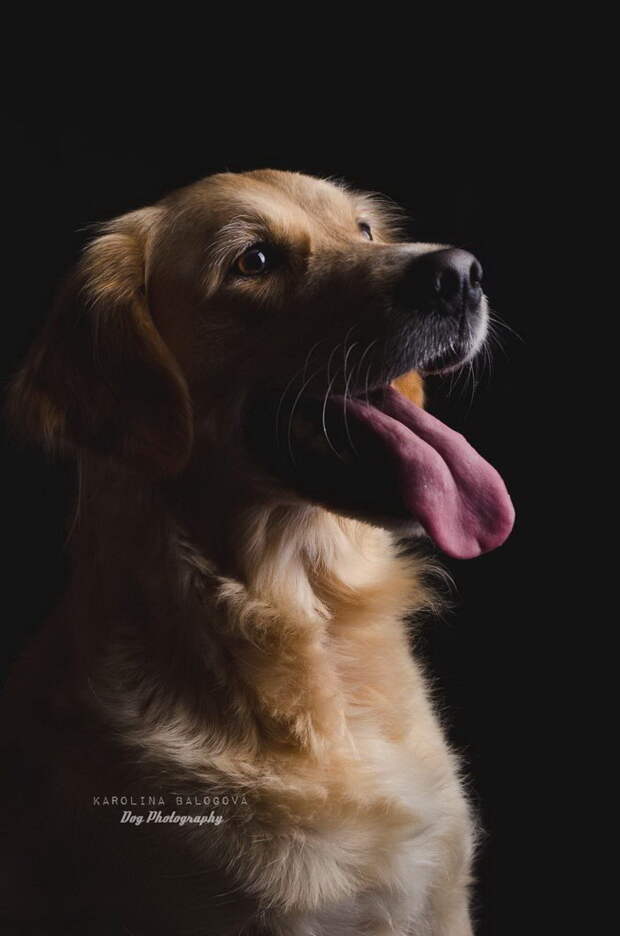 Портреты собак Karolina Balogova
