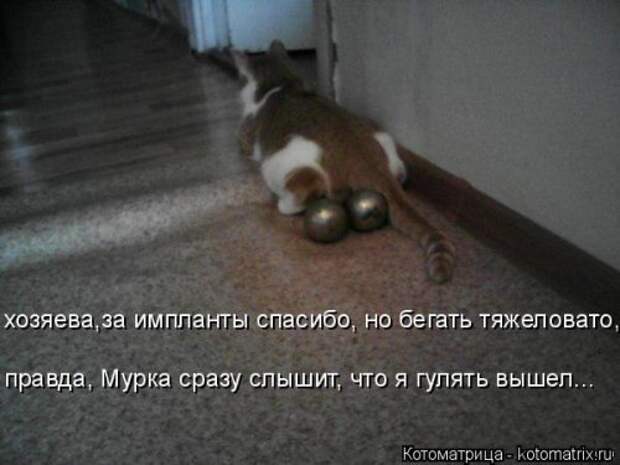 Новая котоматрица на Бугаге (30 фото)
