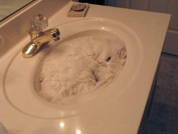 ниндзя кот 