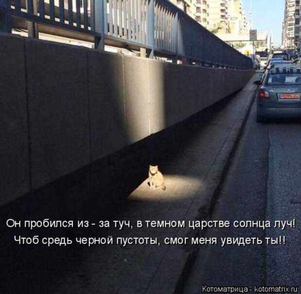 Котоматрица на Бугаге (30 фото)