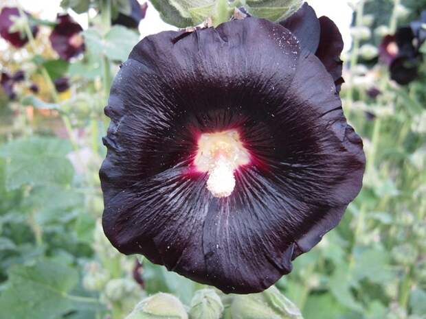 Alcea nigra