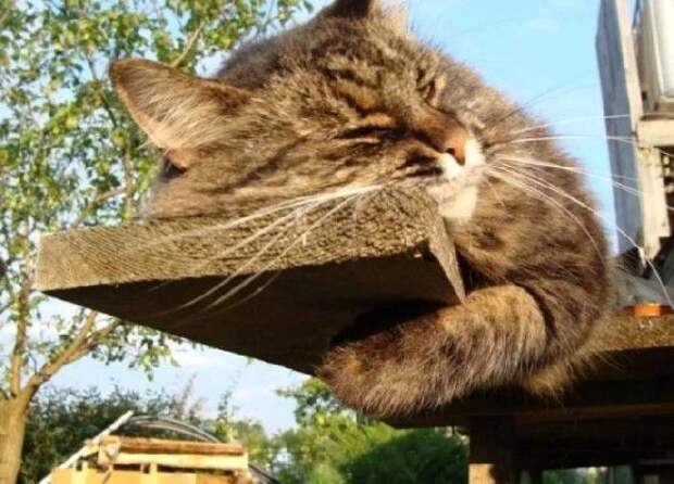 35 обалденных котов, которые умеют правильно отдыхать