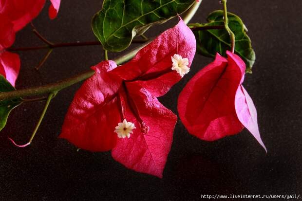 025 (700x467, 210Kb)