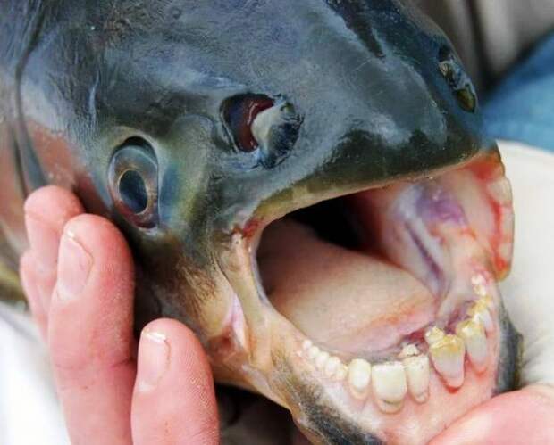 5-fish-with-human-teeth-610x491