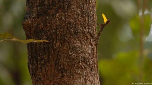 camouflaged_animals_8