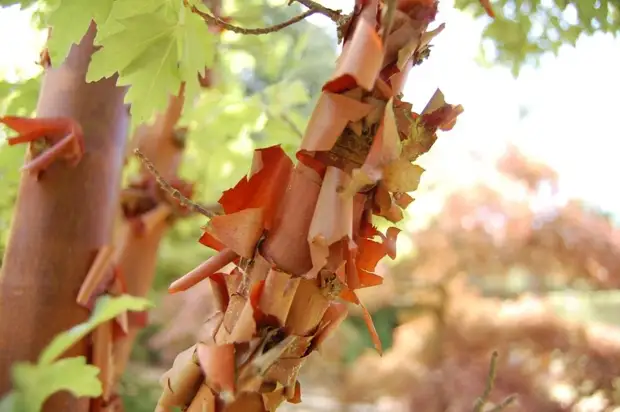 Клён серый (Acer griseum)