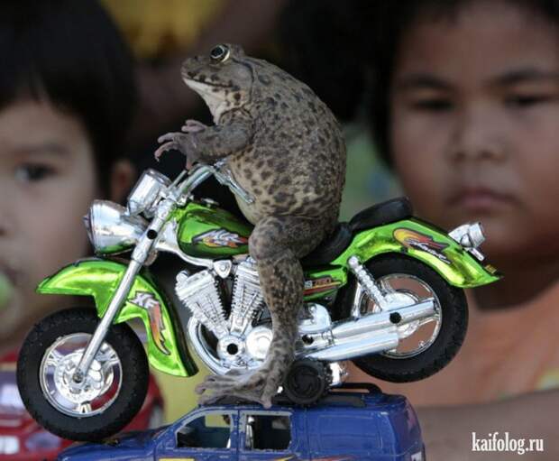 Необычные домашние животные (55 фото) Необычные домашние животные (55 фото)