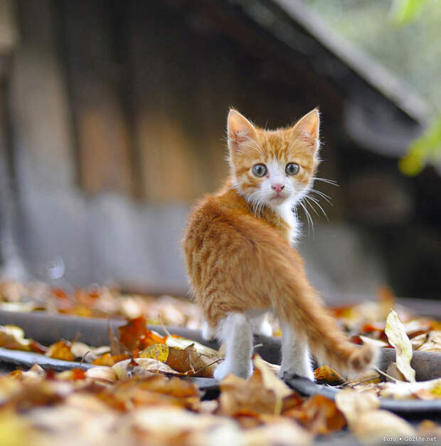 Бдительный котенок