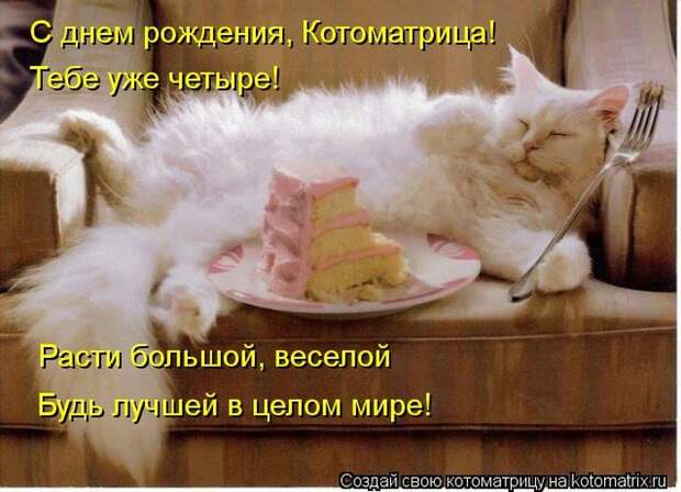 Лучшие котоматрицы недели (50 фото)