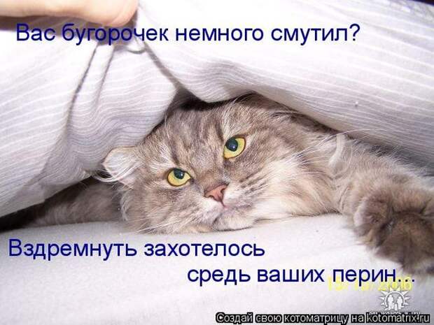 Котоматрицы :)