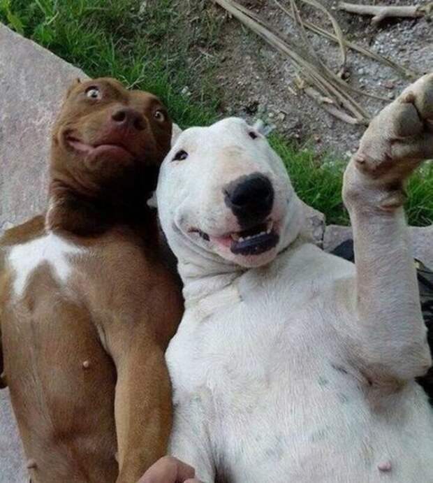 Прикольные фотки - воскресный винегрет Прикольные фотки - воскресный винегрет