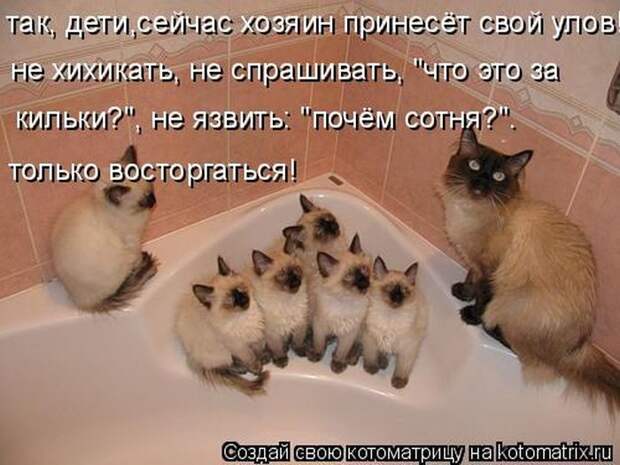 Лучшие котоматрицы недели