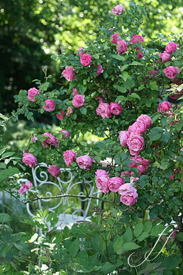 4497432_rosesingardeninspiration24 (450x675, 146Kb)