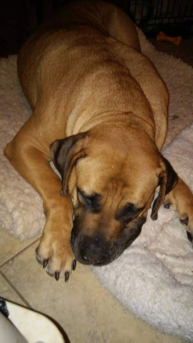 This week on Meet the Giants, we're talking about the Boerboel! Read more for tons of fabulous breed information!