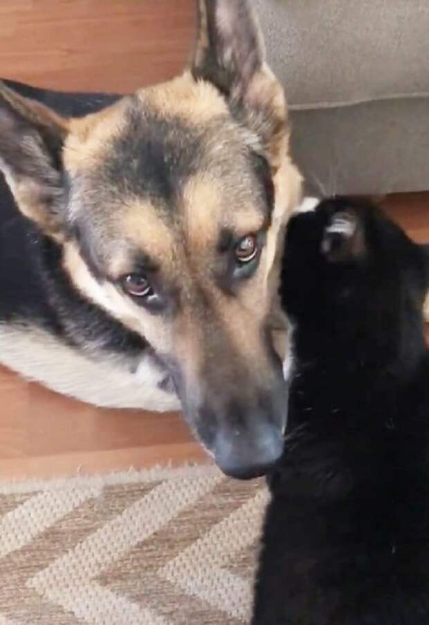 Собака и кот Кот лижет собаку