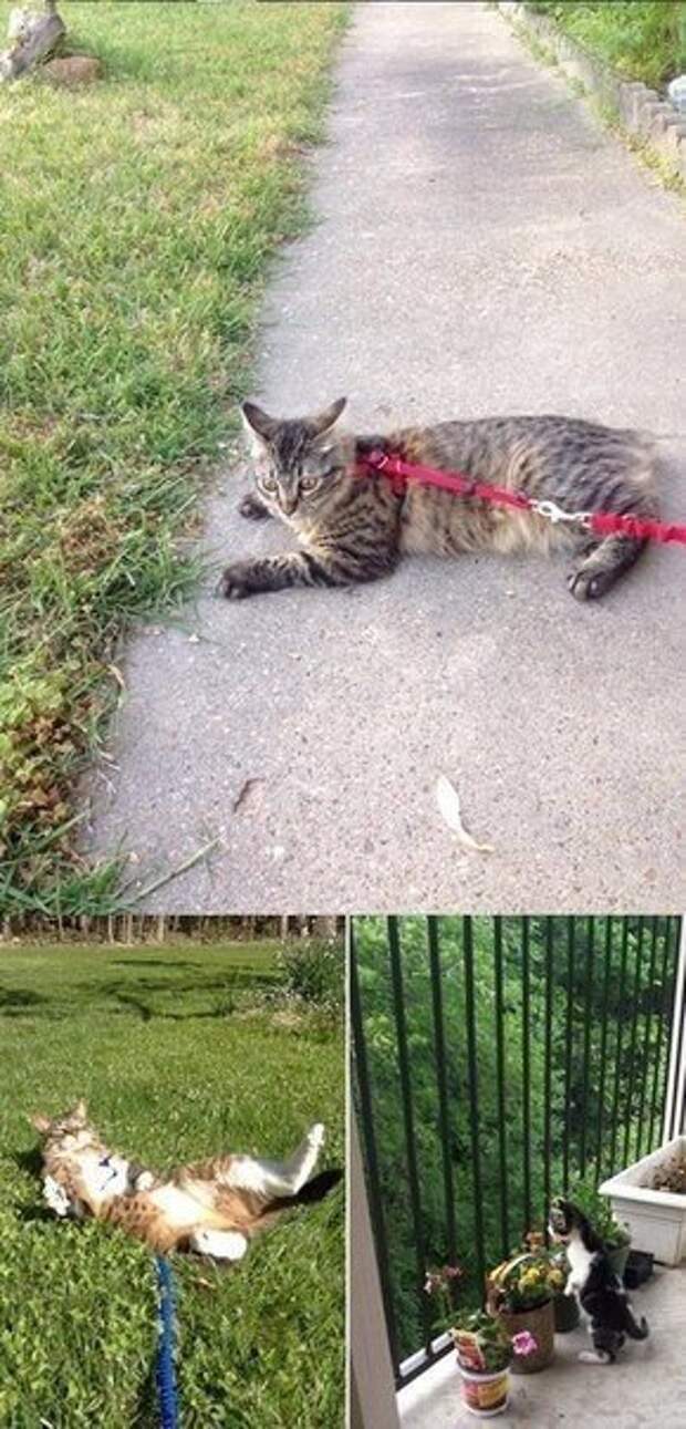 Реакция кошки. Кот впервые на улице. Реакции котов на улицу. Первый раз на улице кошка. Кота вынесли на улицу