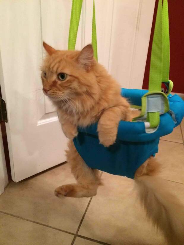 Смешные и забавные кошки