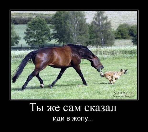 Демотиваторы (31 фото)