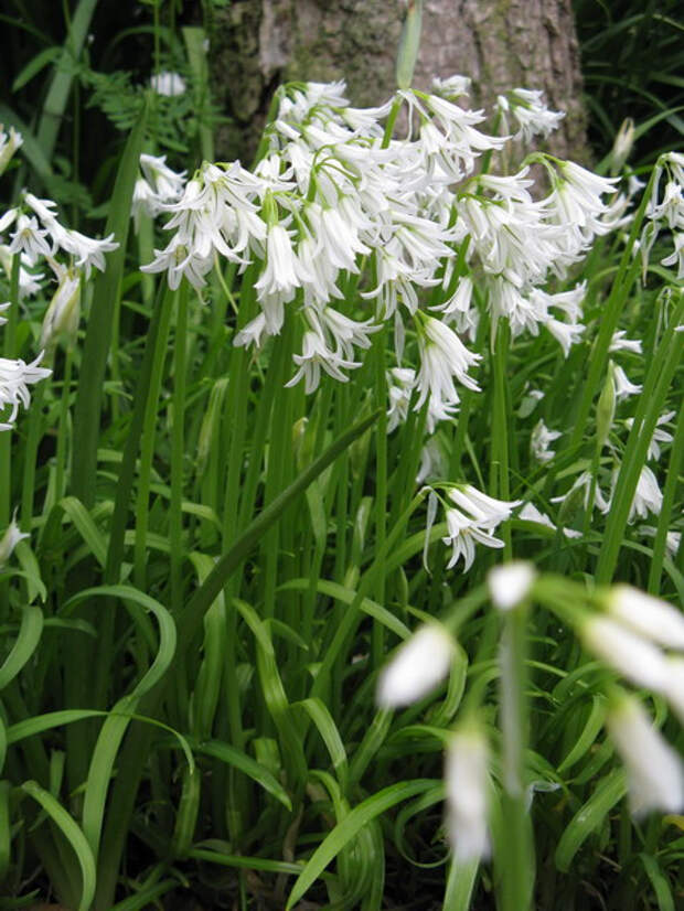 3_Allium (450x600, 291Kb)