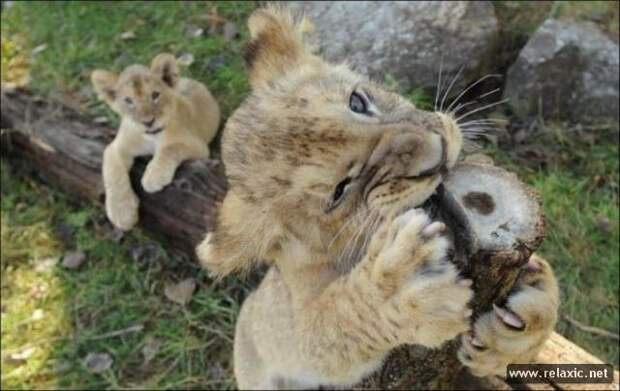 funny_animals_059