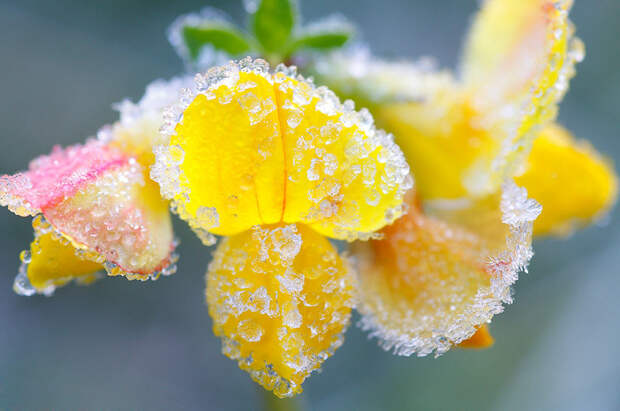 Красивые зимние фото. Природа покрытая инеем