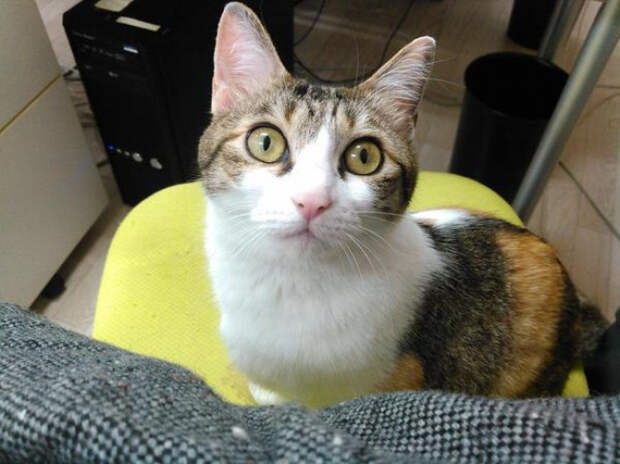 японский офис в котором находятся кошки