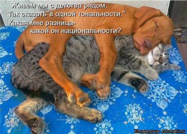 Котоматрицы (картинки с надписями)