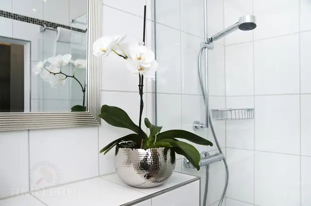 Растения в ванной комнате и душевой: зачем и какие