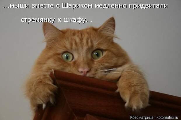 Лучшие котоматрицы недели