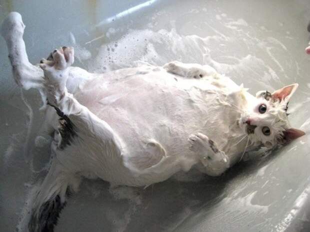 Жестокие фото котов после принятия ими водных процедур вода, животные, коты