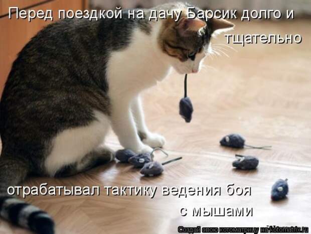 Лучшие котоматрицы недели