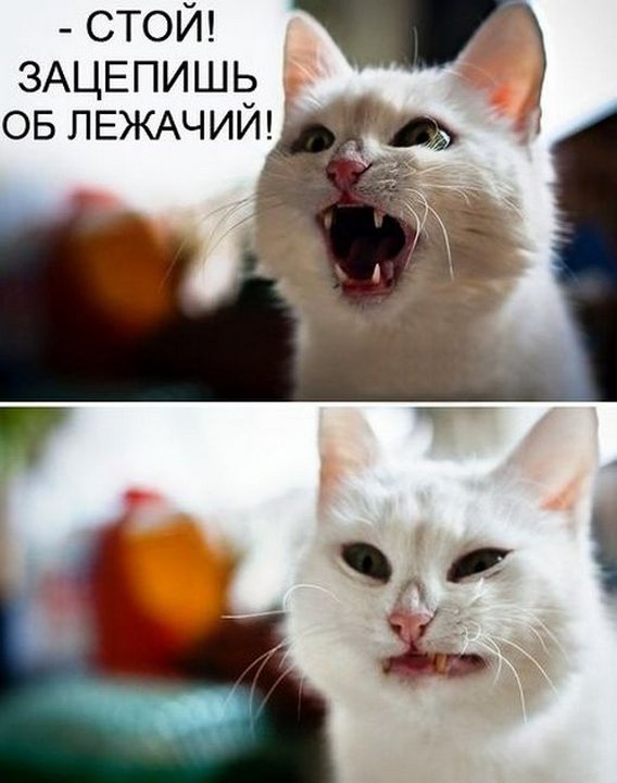 автоприколы