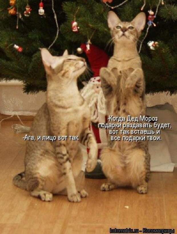 Котоматрицы на Новый год