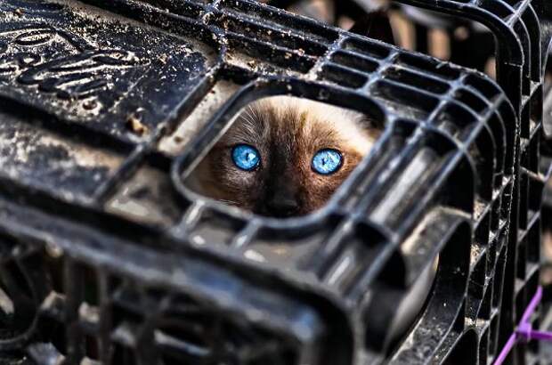 ниндзя кот