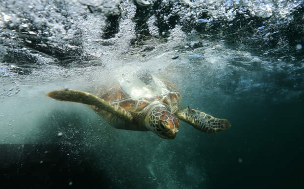 Зеленая морская черепаха в зоопарке Таронга, Сидней