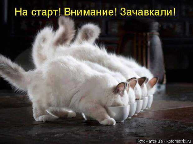 Котоматрица: На старт! Внимание! Зачавкали!
