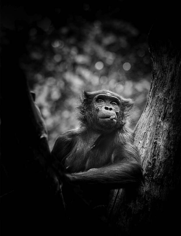 portrety obezyan fotograf Pavel Bogumil 5