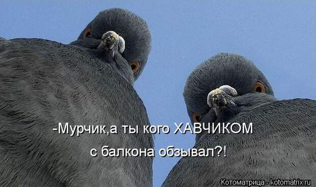 Лучшие котоматрицы недели (50 фото)