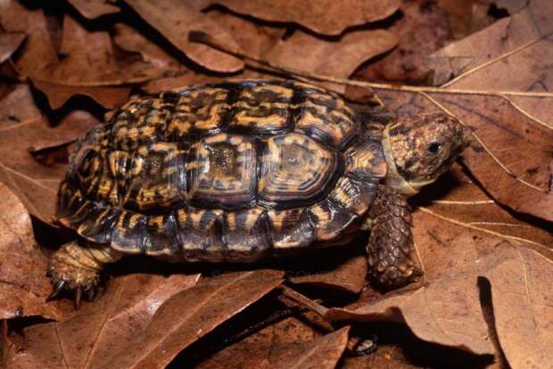 Самые маленькие черепахи в мире: мускусная и капская. Размеры черепах
