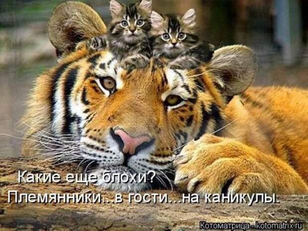 Лучшая котоматрица недели (32 фото)