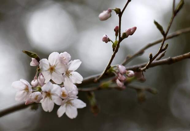 традиция любования цветущей сакурой-12
