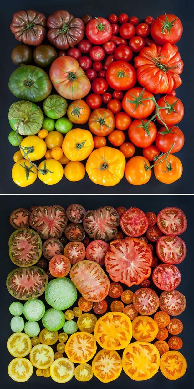 разноцветные помидоры