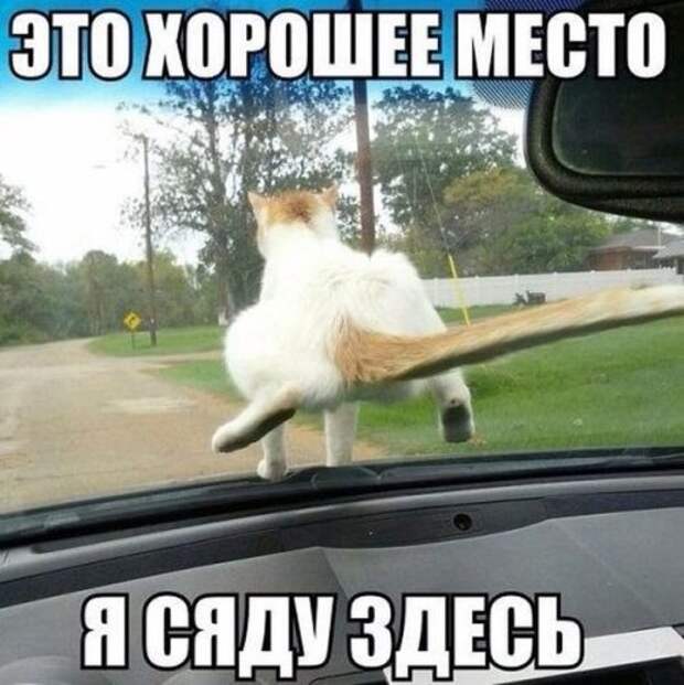 Автомобильный мир в прикольных картинках (19 фото)