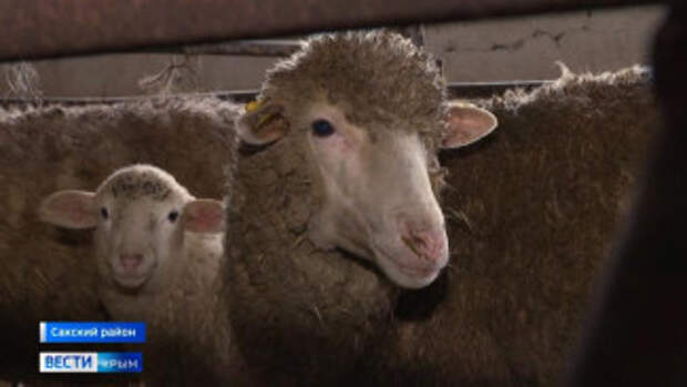 В Крыму стартовал новый сезон стрижки овец