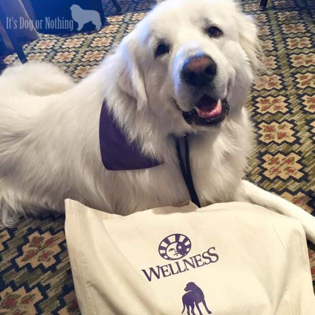 Great Pyrenees and Wellness Pet Food at BlogPaws 2016