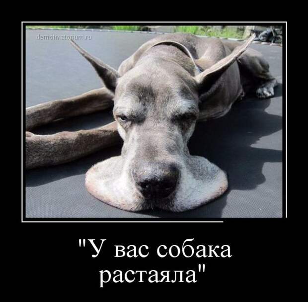 У вас собака растаяла демотиватор, юмор