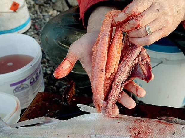 Рыбалка в Анадыре: лосось уходит на корм чайкам икра, красная рыба, рыбаки, рыбалка на Севере