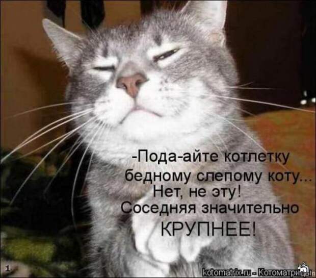 Котоматрица