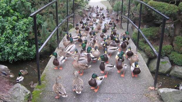 Прикольные картинки. Вечерний выпуск (57 фото)