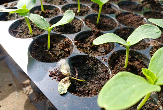 Топ-5 болезней рассады. Самые распространенные заболевания, их лечение и профилактика